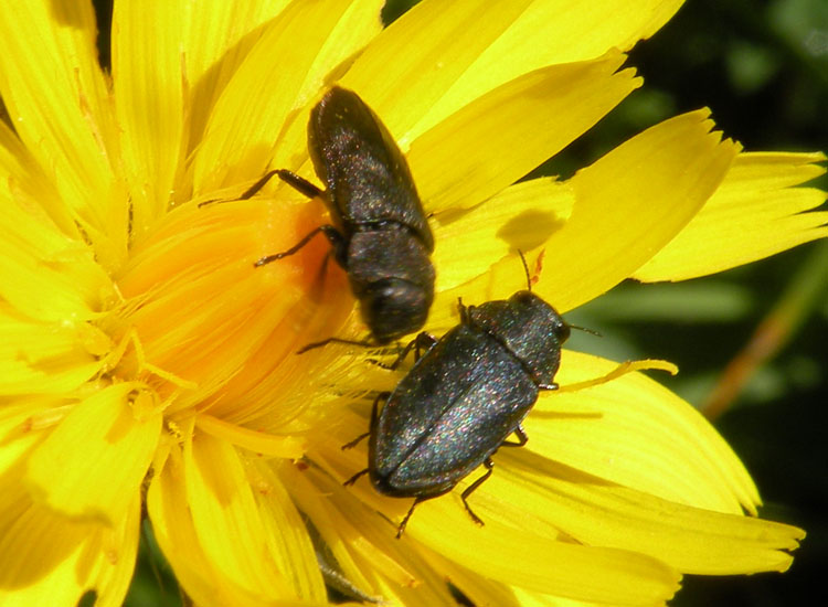 Buprestidae: Anthaxia millefolii ? No, Anthaxia quadripunctata